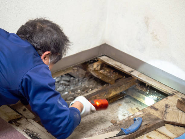 Best Mold Removal Company Near Me  in Martindale, TX
