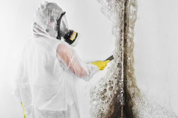 Best Home Mold Removal  in Martindale, TX