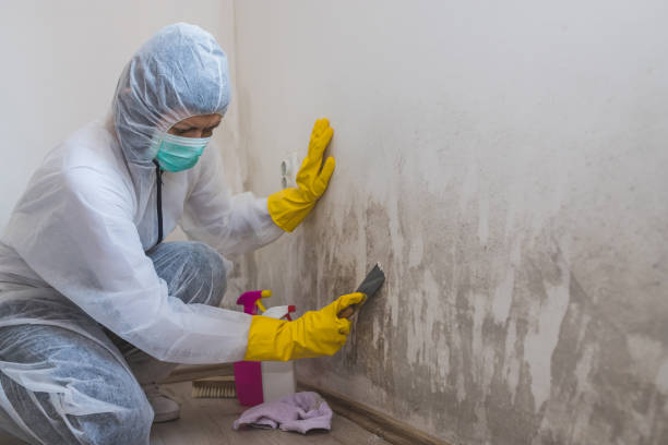 Best Mold Remediation  in Martindale, TX