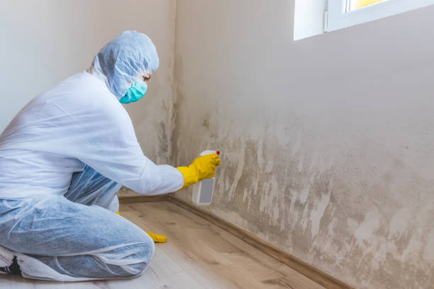 Best Residential Mold Removal  in Martindale, TX