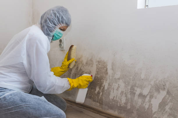 Best Crawl Space Mold Removal  in Martindale, TX