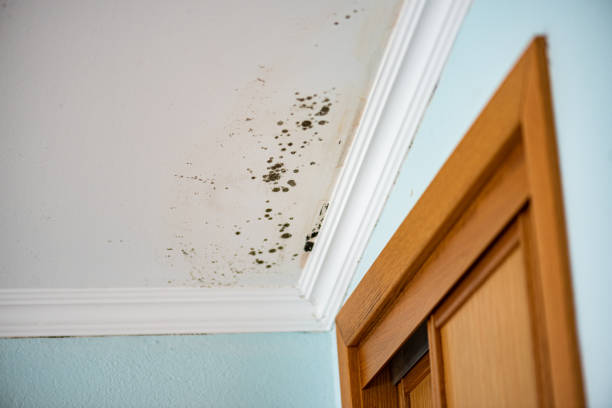 Best Mold Testing  in Martindale, TX