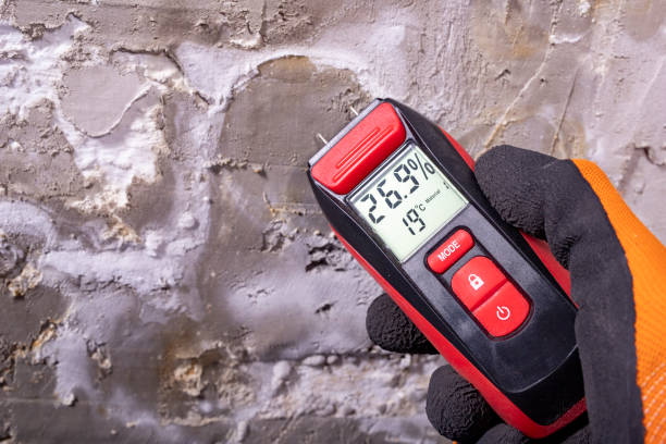 Best Affordable Mold Removal  in Martindale, TX