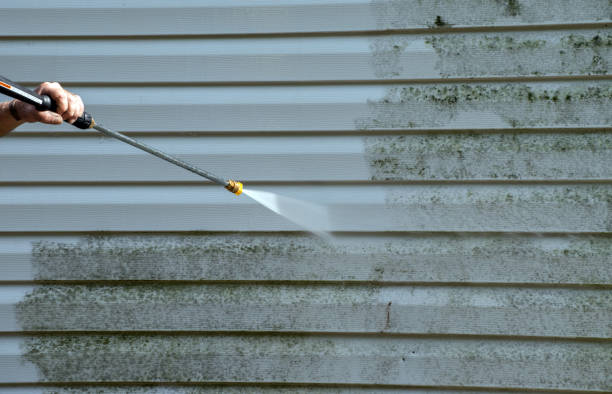Best Black Mold Removal  in Martindale, TX