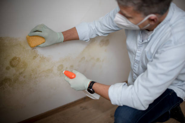 Best Toxic Mold Removal  in Martindale, TX