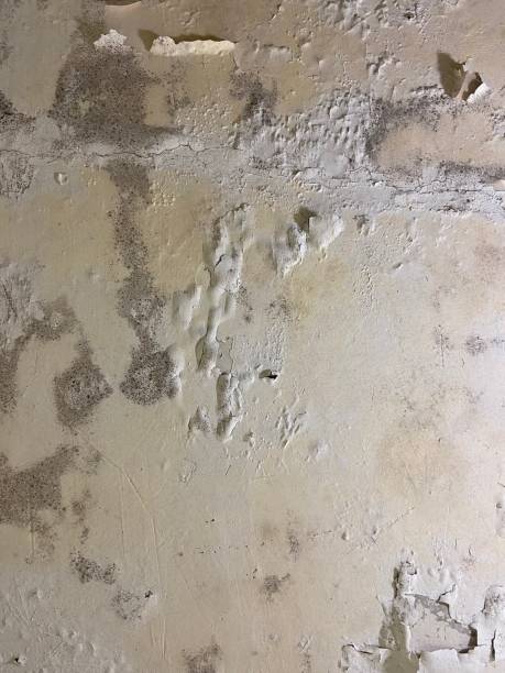 Best Emergency Mold Removal  in Martindale, TX