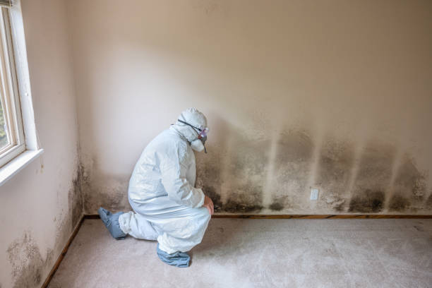 Best Mold Damage Repair  in Martindale, TX