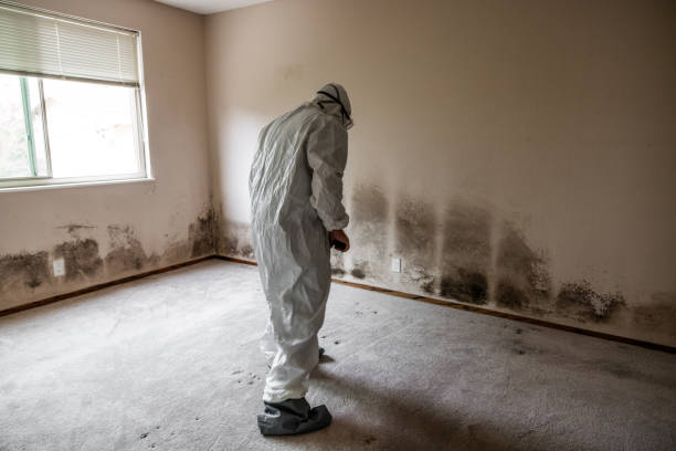 Best Mold Removal Specialists  in Martindale, TX