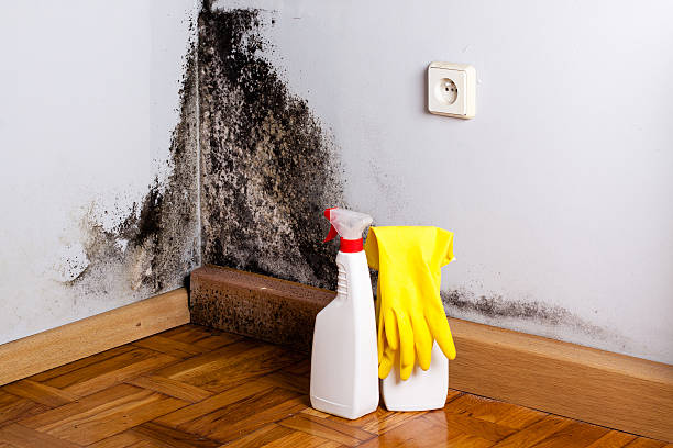 Best Crawl Space Mold Removal  in Martindale, TX