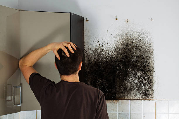 Martindale, TX Mold Removal Company