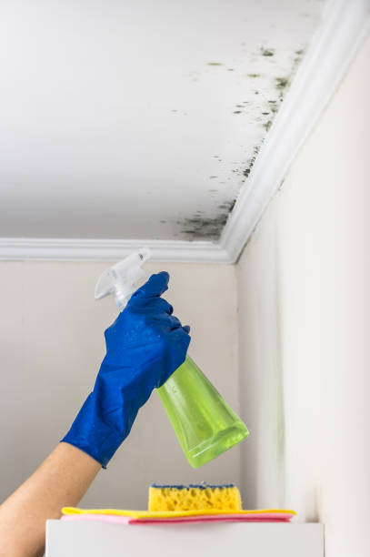 Crawl Space Mold Removal in Martindale, TX