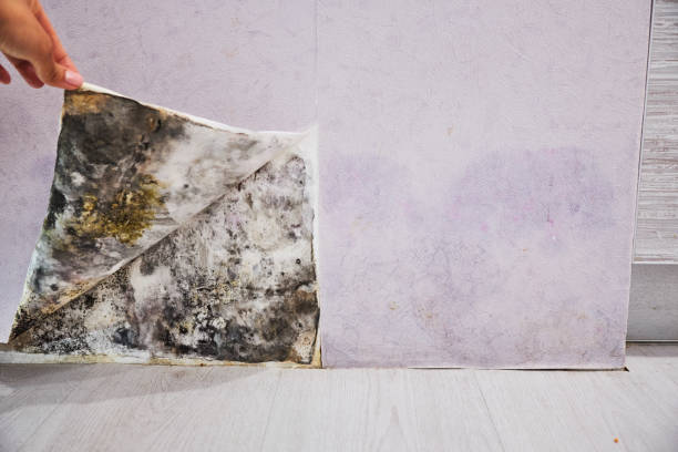 Best Professional Mold Removal  in Martindale, TX